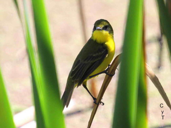 Doradito oliváceo/Subtropical Doradito