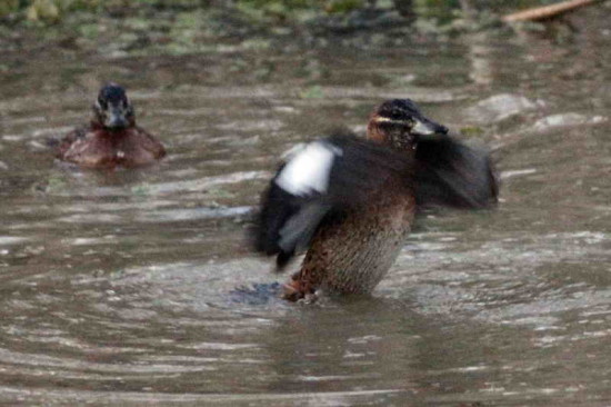 Pato fierro/Masked Duck