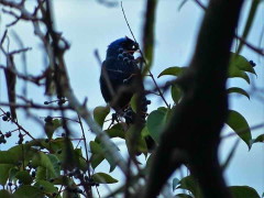 Frutero azul/Diademed Tanager