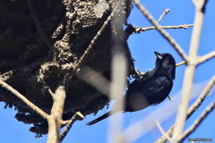 Frutero negro/White-lined Tanager