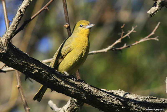 Fueguero común/Hepatic Tanager