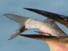 Long-whiskered Catfish