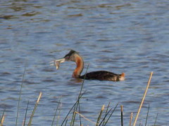 Macá grande/Great Grebe