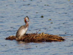 Macá grande/Great Grebe