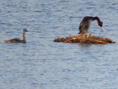 Macá grande/Great Grebe