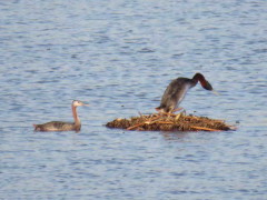 Macá grande/Great Grebe