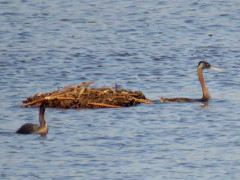 Macá grande/Great Grebe