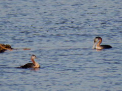 Macá grande/Great Grebe