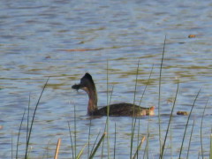 Macá grande/Great Grebe