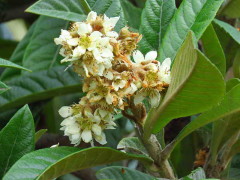 Níspero/Loquat