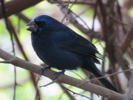 Reinamora grande/Ultramarine Grosbeak