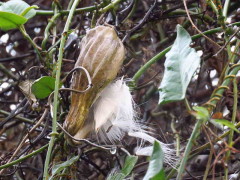 Tasi/Common moth vine