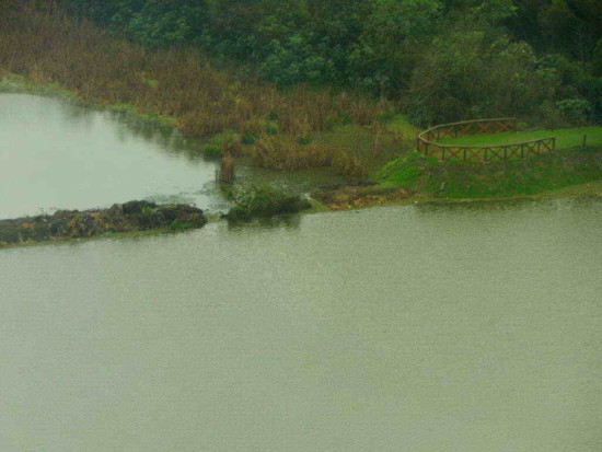 Coipos/Coypu