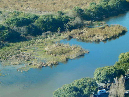 Coipos/Coypu