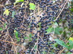 Ligustrina/Chinese privet