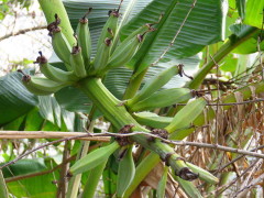 Banano/Banana plant