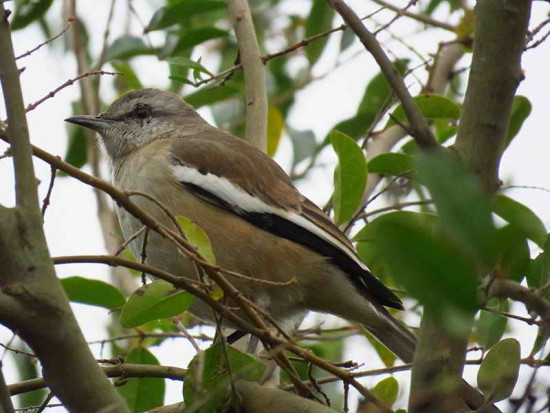 Calandria real/White-banded Mockingbird