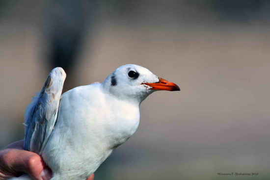 Gaviota capucho café/Brown-hooded Gull