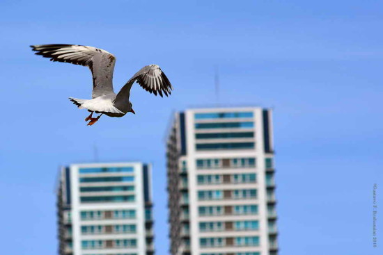 Gaviota capucho café/Brown-hooded Gull