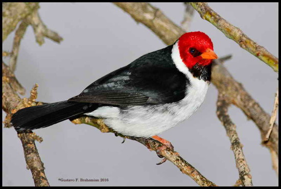 Cardenilla/Yellow-billed Cardinal