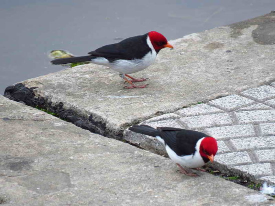 Cardenilla/Yellow-billed Cardinal