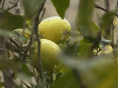 Limonero/Lemon tree