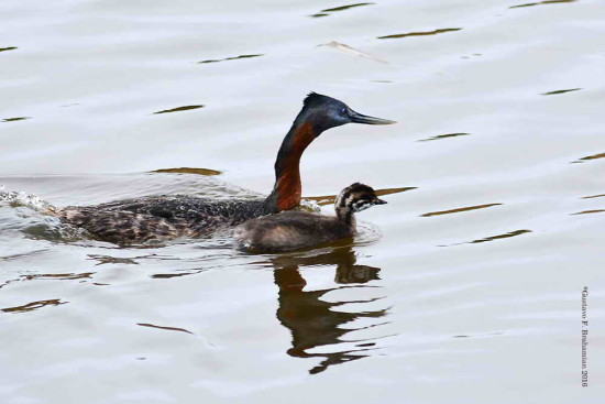 Macá grande/Great Grebe