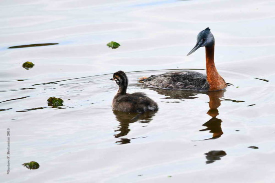 Macá grande/Great Grebe