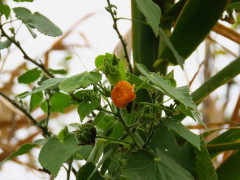 Malvavisco/Hairy Indian mallow