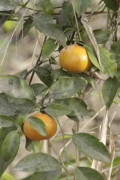 Mandarino/Mandarin tree