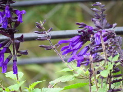 Salvia azul/Blue anise sage