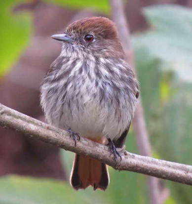 Viudita pico celeste/Blue-billed Black-Tyrant