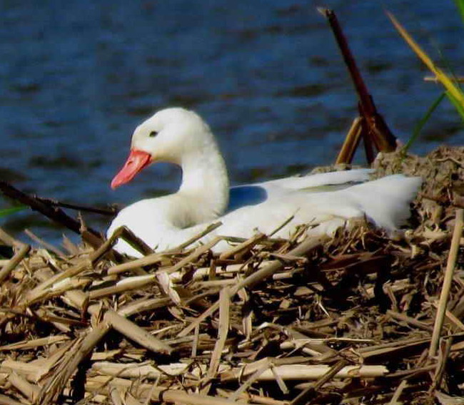 Coscoroba/Coscoroba Swan