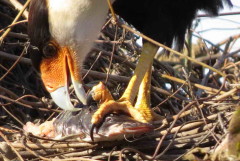 Carancho/Southern Caracara