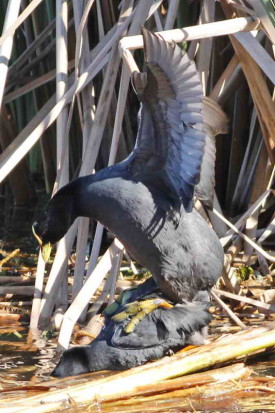 Gallareta ligas rojas/Red-gartered Coot