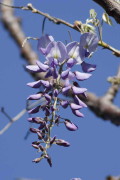 Glicina/Chinese wisteria