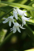 Lágrima de la virgen/Three-cornered leek