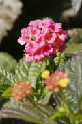 Lantana