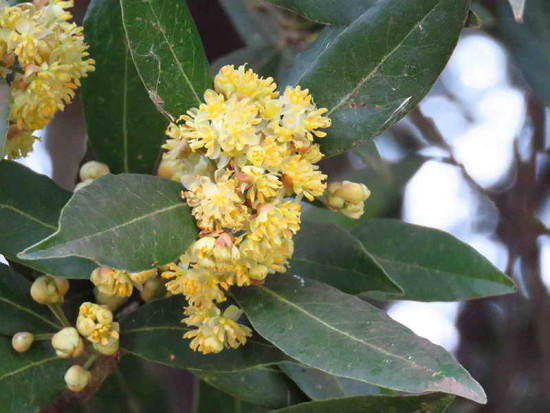 Laruel común/Bay tree