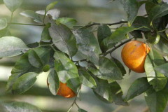 Mandarino/Mandarin tree