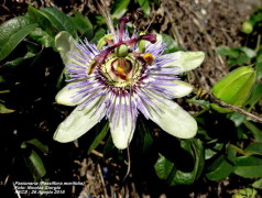 Pasionaria de hoja de moral/Woodland passion flower