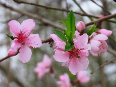 prunus sp