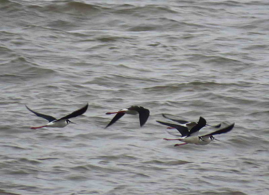 Tero real/Black-necked Stilt