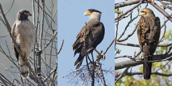 Tres rapaces/Three raptors