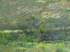 Camino Lagartos/Lizard Path