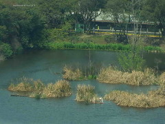 Coipos Brasil/Coypu Pond Brasil end