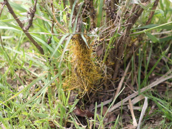 Cuscuta/Dodder