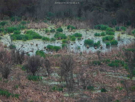 Gaviotas/Gull Pond