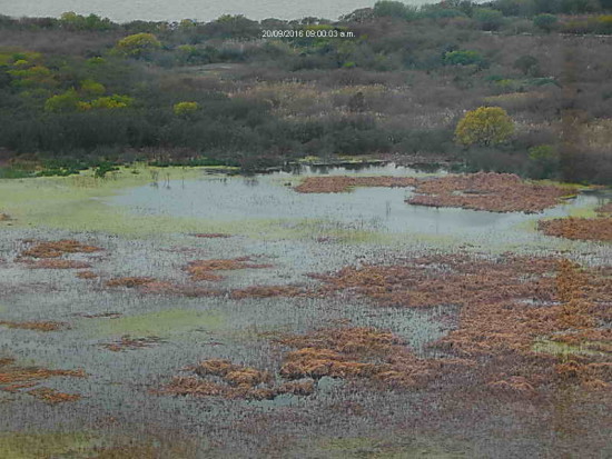 Gaviotas/Gull Pond