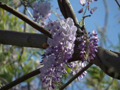 Glicina/Chinese wisteria